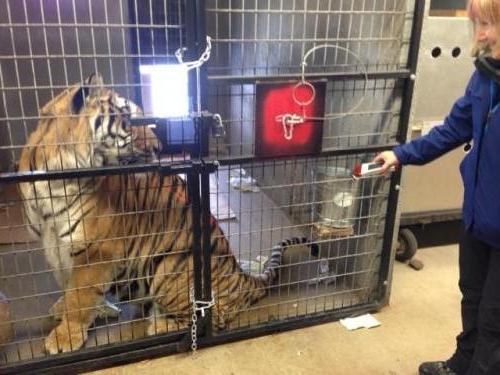 Lasering a Tiger at The Wildcat Sanctuary in Sandstone Mn